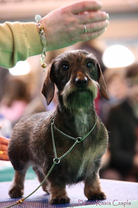 Crufts2011_2 1489.jpg